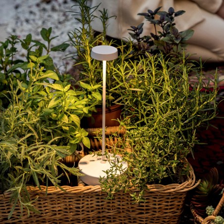 Swap Pro Tavolo - Zafferano